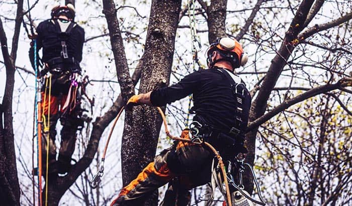 best arborist climbing rope