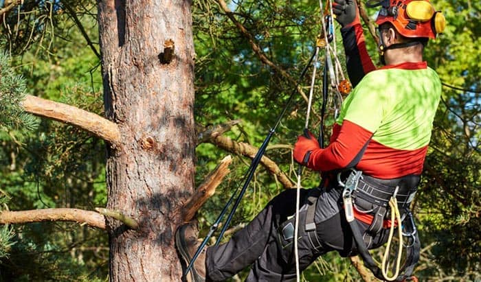 best tree climbing harness