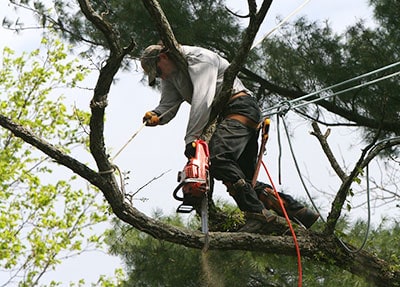factors affecting the salary of tree climbers