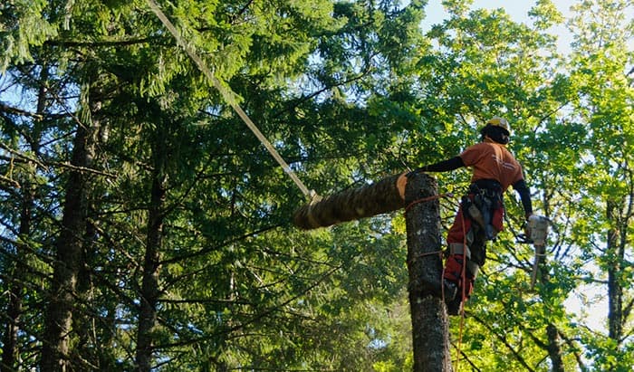 how much do tree climbers make