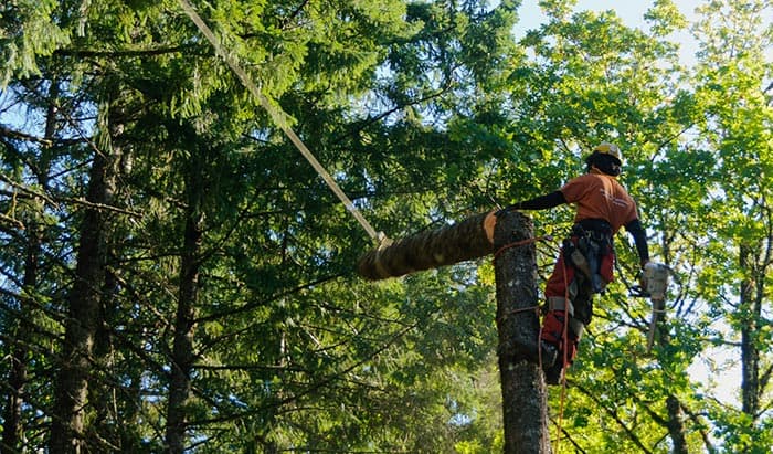 How Much Do Tree Climbers Make