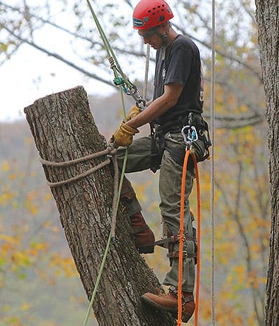 tree climbers experience